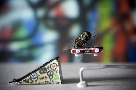 Fliege auf Skateboard - Minor Air von Nicholas Hendrickx