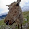 hellodeer-neil-creek.jpg
