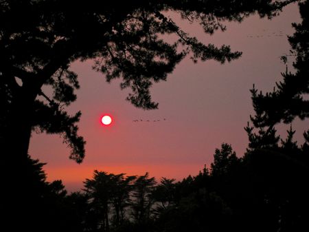 Sonnenuntergang mit Pelikanen in San Francisco. (© P. Sennhauser)