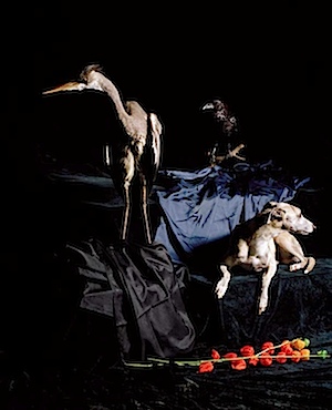 Nadin Maria Rüfenacht: Hund mit Reiher, 2006