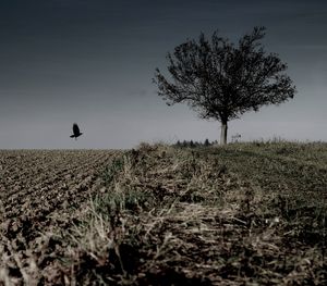 Die Krähe: Foto Noir