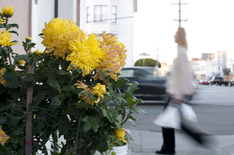 Offenblende-Beispiel: Blumen im Vordergrund