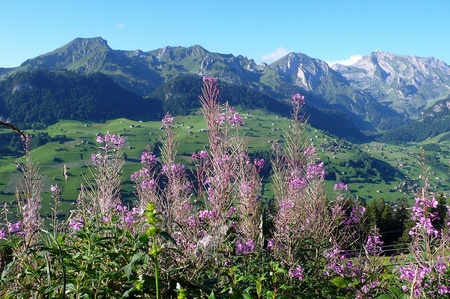 Feldblumen/Landschaft: Vorhang auf!