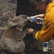 24 Stunden: Tierische News