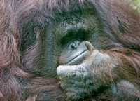 Ein nachdenklicher Orang Utan im Bangkoker Zoo. (Keystone / AP / Sakchai Lalit)