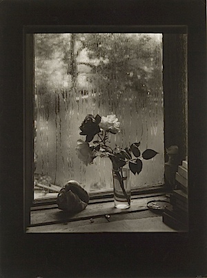 Josef Sudek: The Last Rose, from the Rose series, 1956, © Museum of Decorative Arts in Prague
