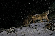 Steve Winter: Leopard im Schneesturm.