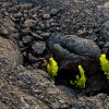 hawaii-1