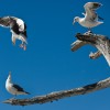seagulls-3.jpg