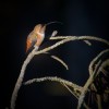 hummingbirds-3.jpg