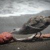 seagulls-1.jpg