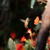 hummingbirds-1.jpg