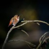 hummingbirds-2.jpg
