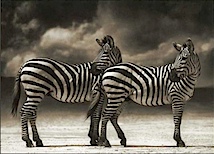 Nick Brandt: Portrait of Two Zebras Turning Heads, Ngorongoro Crater, 2005