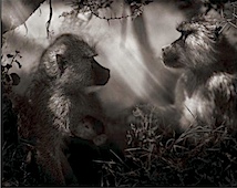 Nick Brandt: Baboons in Profile, Nakuru, 2007