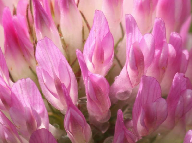 Makrofoto einer Kleeblüte: Ein Wald in Pink