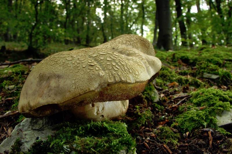 Pilz-Makrofoto: Kleiner Riese im Wald