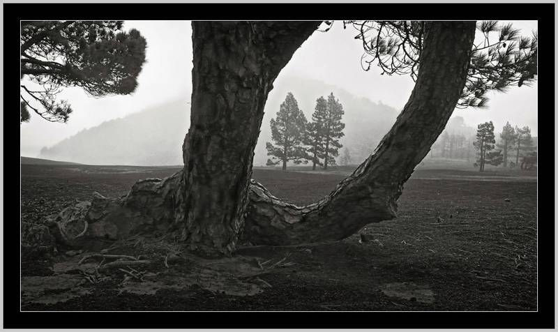 Regenlandschaft: Ballett der Grautöne