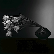 Robert Mapplethorpe: Parrot Tulips, 1988 © Robert Mapplethorpe Foundation. Used by permission