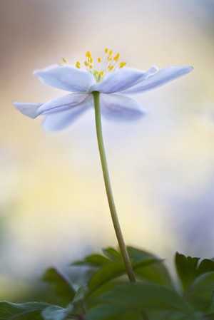 Blumenfotografie: Buschwindröschen, weichgezeichnet