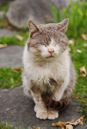 Katzenporträt: Blickloser Streuner