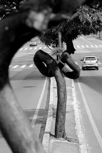 Strassenfoto: Ein Baum im Mittelpunkt