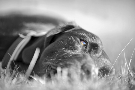 Hundeblick: (Zu) Radikal reduziert