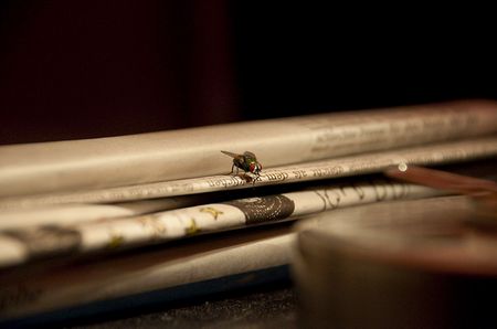 Makrofoto: Die Lese-Fliege