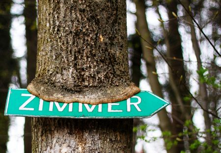 Konzeptfoto: Gefräßiger Baum
