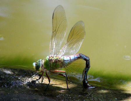 Makro-Naturaufnahme: Kleine grosse Libelle