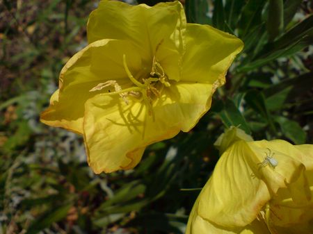 Blumenfoto: Hohe Messlatte