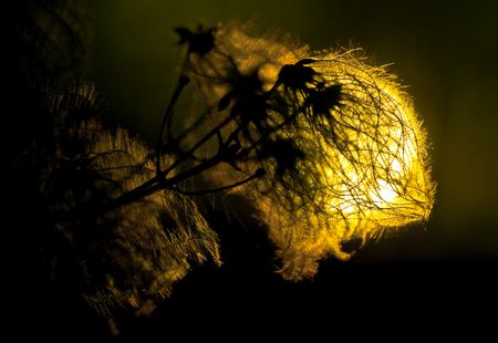 Low Key Pflanzenblüte: Das Licht der Welt