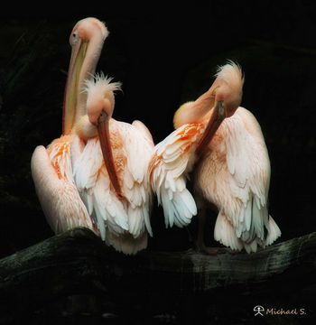 Pelikane in Pink: Das Hirschgeweih-Syndrom