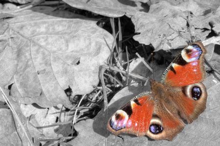 Schmetterling in Color-Key: Der abgekämpfte Frühlingsbote