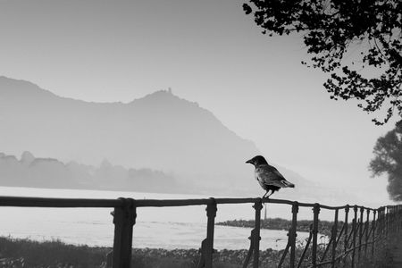 Naturfotografie: Der Rabe