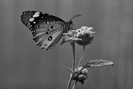 Schwarzweiss-Schmetterling: Fotografie lebt auch von Formen