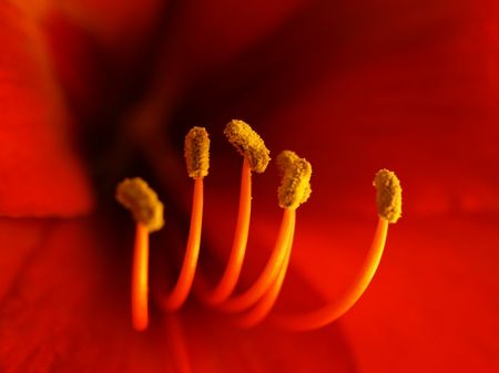 Blumenbild: Amaryllis ganz nah