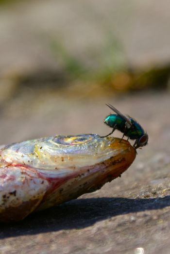 Naturfoto: Der Kreis des Lebens