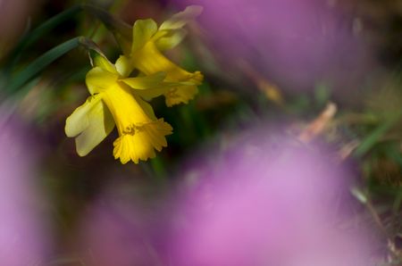 Blumenbild: Verborgener Blick