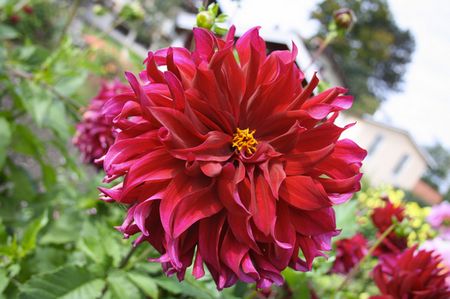 Bunte Blume: Schön, aber auch gut?