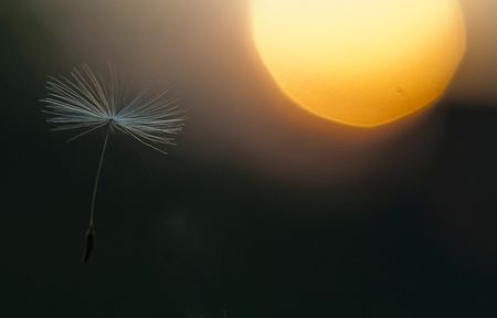 Makro-Naturbild: Opfer in der Fokusfalle