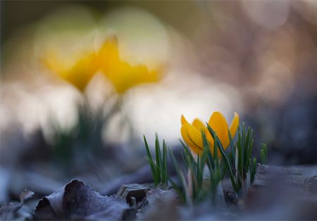 Blumenbild: Zeitdimension durch Bokeh