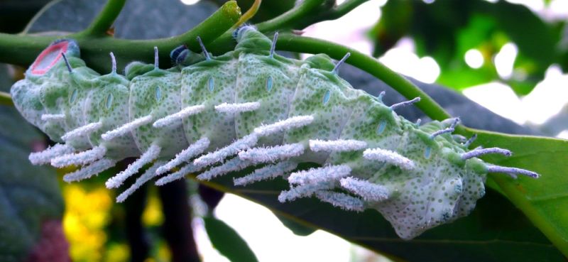 Naturfoto: Mehr als Dokumentieren