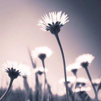 Digitale Kunst: Gänseblümchen einmal ganz anders