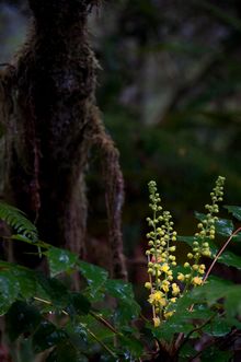 Gelbe Blüten im Redwood