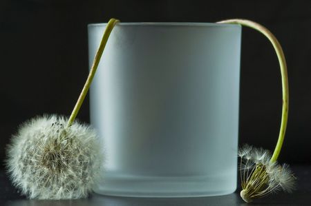 Löwenzahnstilleben: Platz lassen
