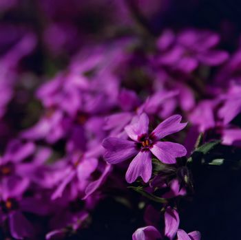 Blumenbild: Freistellung und Redundanz
