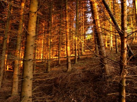 Naturfoto: Der Wald mit lauter Bäumen