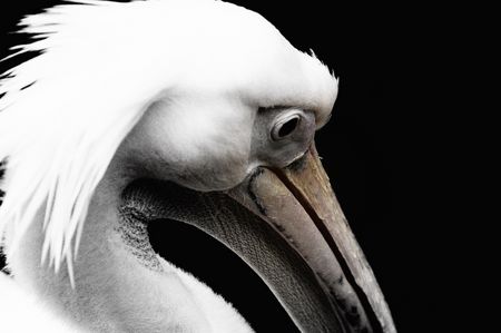 Tierfoto: Des Pelikans Textur