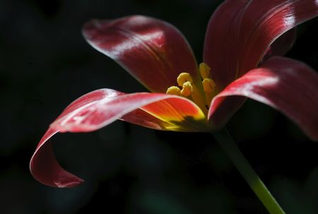 Blumenfotografie: Die volle Tiefe nutzen